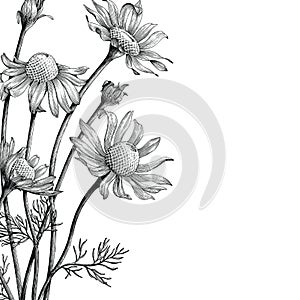 Chamomile flowers hand draw vintage clip art isolated on white b photo