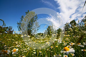 Chamomile flowers on the hillside. Summer landscape.