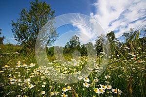 Chamomile flowers on the hillside. Summer landscape.