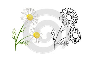 Chamomile flowers isolated on white background. Vector color illustration of  blooming daisy