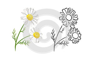 Chamomile flowers isolated on white background. Vector color illustration of  blooming daisy photo