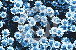 Chamomile flowers with leaves in classic blue background. Color of the year 2020. Main color trend concept