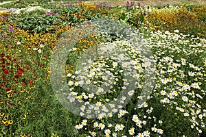 Chamomile flowers with long white petals. Flowering of daisies in summer wild meadow. Medicinal herb