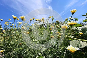 Chamomile flowers with long white petals. Flowering of daisies in the sunny summer wild meadow. Bright beautiful field. Medicinal