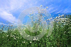 Chamomile flowers with long white petals. Flowering of daisies in the sunny summer wild meadow. Medicinal herb and sunny