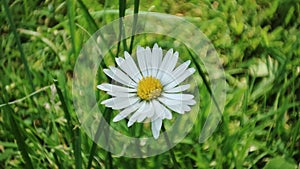 Chamomile flowers. Macro daisy flower on meadow. White blossom plant in garden. Environment concept. Green grass