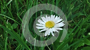 Chamomile flowers. Macro daisy flower on meadow. White blossom plant in garden. Environment concept. Green grass outdoor