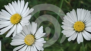 Chamomile flowers. Macro daisy flower on meadow. White blossom plant in garden. Environment concept. Green grass outdoor