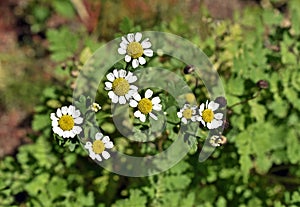 Chamomile flowers, Matricaria chamomilla or Matricaria recutita, Rio