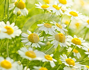 Chamomile flowers