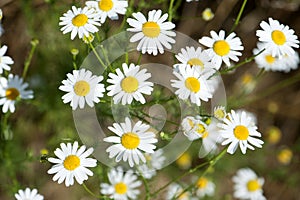 Chamomile flowers in the meadow,closeup detail