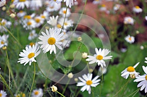 Chamomile flowers in the meadow. Spring in the countryside