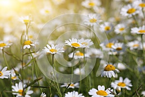 Chamomile flowers meadow in springtime