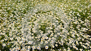 Chamomile Flowers on a meadow