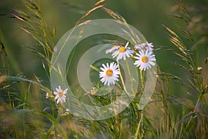 Chamomile flowers on a meadow