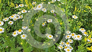 Chamomile flowers medicinal herbs. Nature background filed