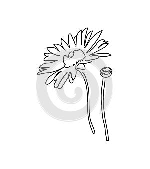 Chamomile flowers one line art. Continuous line drawing of plants, herb, flower, blossom, nature, flora, chamomile