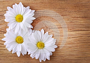 Chamomile flowers over old wood background.