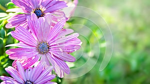 Chamomile flowers. Purple daisies. Close-up of flowers on a blurred background with bokeh elements. Copy space. Garden flowers