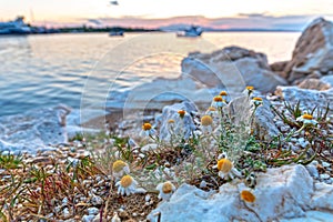 Chamomile flowers on sea shore