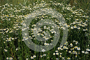 Chamomile flowers spontaneously grown