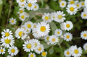 Chamomile flowers summer day closeup