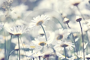 Chamomile flowers in the sunlight. Beautiful summer and spring floral background. Selective soft focus