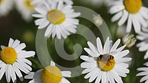 Chamomile flowers on a sunny day in Siberia