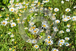 Chamomile flowers on a sunny summer day. Blooming daisies