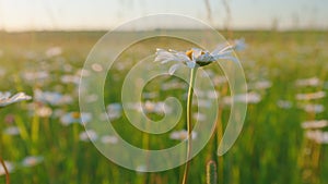 Chamomile flowers sway in wind. Meadow of spring daisy flowers in hills. Europe in summer evening. Slow motion.