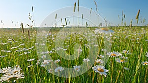 Chamomile flowers sway in wind. Meadow of spring daisy flowers in hills. Europe in summer evening. Wide shot.