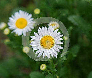 chamomile flowers symbol of family holiday on green grassy background leaves daisy, single decorative chamomile, floral