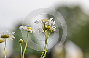 Chamomile flowers in thee garden
