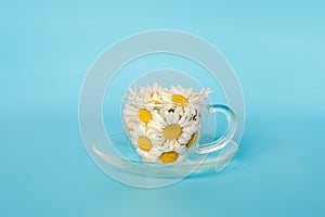 Chamomile flowers in transparent glass cup on saucer on blue background. Crearive concept natural chamomile tea, herbal medicie to