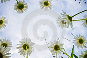 Chamomile flowers view from below. daisies on a cloudy day