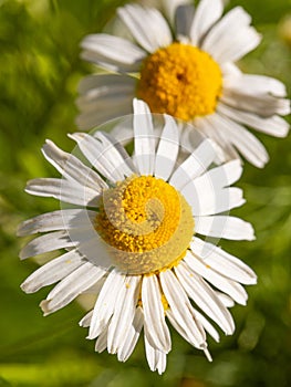 Chamomile flowers with white petals on a background of green grass