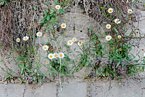 Chamomile plant growing from rock stones. Chamomile flowers white petals with a yellow centerline are shining