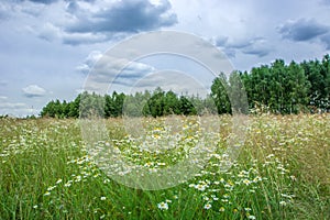 Chamomile flowers on a wild meadow, forest and blue clouds in the sky