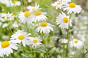 Chamomile flowers