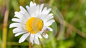Chamomile with a fly on a petal