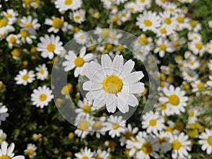 Chamomile in full bloom