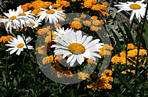 Chamomile in the garden