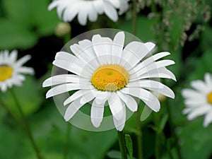 Chamomile in the garden on a background of green grass