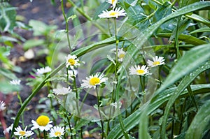 Chamomile garden. white flowers of chamomile daisy. chamomile flower beautiful and delicate. Beautiful fresh chamomile flower.