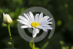 Chamomile garden. white flowers of Russian chamomile daisy. Beautiful nature scene with blooming medical chamomilles in sun flare
