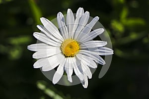 Chamomile garden. white flowers of Russian chamomile daisy. Beautiful nature scene with blooming medical chamomilles in sun flare