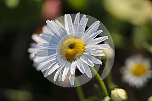 Chamomile garden. white flowers of Russian chamomile daisy. Beautiful nature scene with blooming medical chamomilles in sun flare