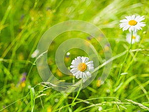 Chamomile on grass background on a sunny summer day