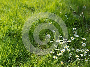 Chamomile in a grass close-up