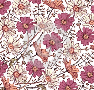 Chamomile Grass Wildflowers vector. Drawing, engraving. Beautiful vintage background blooming white pink realistic flowers.